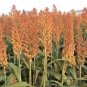 100 flowers seedss rex orange sweet  sorghum,great for your garden #ABG13