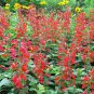500 flowers seeds scarlet sage Native Borders Butterflies Garden/Patio #ABG13