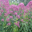 Flower Seeds Vanilla Scented Native  sweet joe pye weeds 200 seeds #ABG13