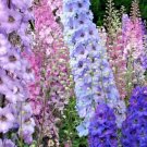 900 flowers seeds larkspur imperial mix color ,great for gardening #ABG13