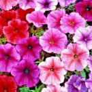 flowers seed petunia veined mix color 200 seeds #ABG13