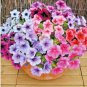 flowers seed petunia veined mix color 200 seeds #ABG13