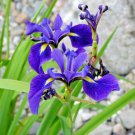 wild blue rocky mountain irish seeds,60 seeds #ABG13