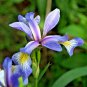 wild blue rocky mountain irish seeds,60 seeds #ABG13