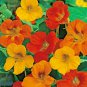 flowers seeds nasturtium mx color,50 seeds easy to grow  #ABG13