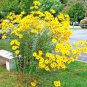 100 seeds sunflower Clumping Perennial Native Wildflower, easy to grow     #ABG13