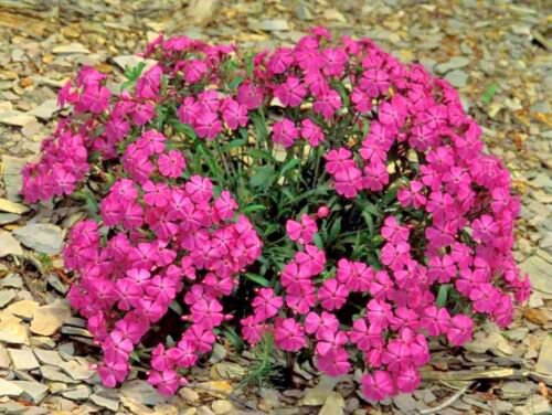 1000 seeds catchfly flowers Sticky Stems Catches Flies Wildflower ,great for gardening #ABG13