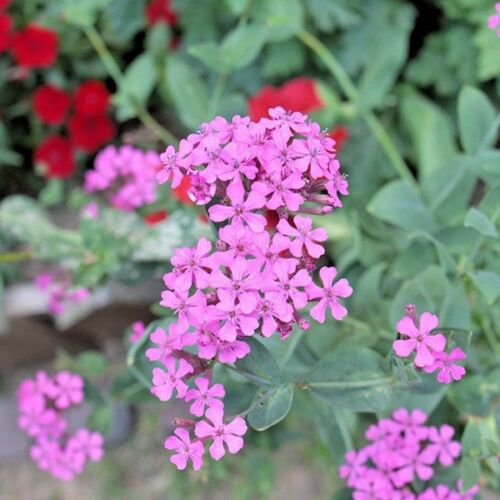 1000 seeds catchfly flowers Sticky Stems Catches Flies Wildflower ...