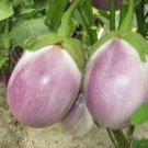 rosa bianca eggplant seeds,100 seeds #ABG13