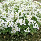 1000 flowers seeds white rockcress Perennial Groundcover Borders Baskets Drought  #ABG13