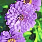 300 flowers seeds levender zinnia large,easy to grow #ABG13