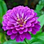 300 flowers seeds levender zinnia large,easy to grow #ABG13