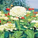 zinnia polar bear flowers seeds,300 seeds #ABG13
