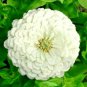 zinnia polar bear flowers seeds,300 seeds #ABG13