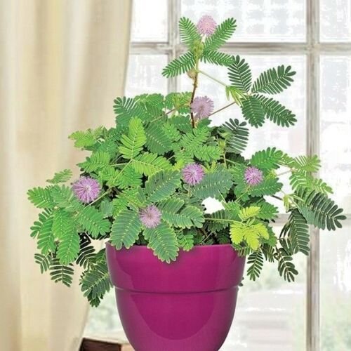 flowers seeds liyyleleaf sensitive briar plant,60 seeds #ABG13