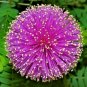 flowers seeds liyyleleaf sensitive briar plant,60 seeds #ABG13