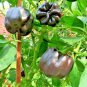 100 fresh seeds chocolate beauty sweet bell pepper,easy to grow  #ABG13