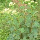 100 seeds great indian plantain,easy to grow  #ABG13