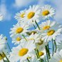 flowers seeds alaska shasta daisy Native Wildflower Garden/Patio,500 seeds   #ABG13