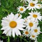 flowers seeds alaska shasta daisy Native Wildflower Garden/Patio,500 seeds   #ABG13