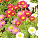 english daisy mix flowers seeds,400 seeds #ABG13