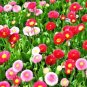 english daisy mix flowers seeds,400 seeds #ABG13