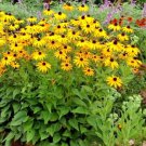 2000 flowers seeds black eyed susan  Native Wildflower Butterflies Bees #ABG13