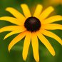 2000 flowers seeds black eyed susan  Native Wildflower Butterflies Bees #ABG13