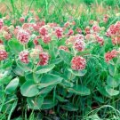 flowers seeds showy milkweedNative Wildflower Monarch Caterpillar ,50 seeds   #ABG13