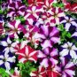 200 flowers seeds petunia star mix,great for gardening #ABG13