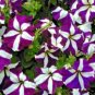 200 flowers seeds petunia star mix,great for gardening #ABG13