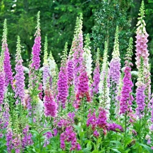 2500 foxglove mix flower seeds  #ABG13