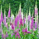 2500 foxglove mix flower seeds  #ABG13