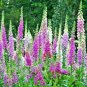2500 foxglove mix flower seeds  #ABG13