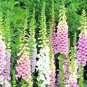 2500 foxglove mix flower seeds  #ABG13