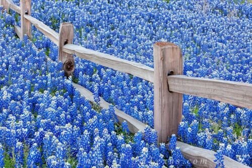 1oz texas bluepoint lupine seeds,easy to grow  #ABG13