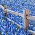 1oz texas bluepoint lupine seeds,easy to grow  #ABG13