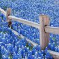 1oz texas bluepoint lupine seeds,easy to grow  #ABG13