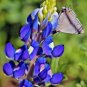 1oz texas bluepoint lupine seeds,easy to grow  #ABG13