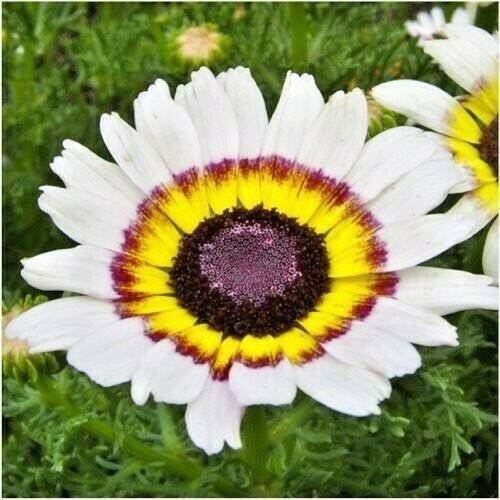 Chrysanthemum Tri-Color pinted daisy 200 flower seeds,grat for gardening #ABG13