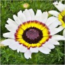 Chrysanthemum Tri-Color pinted daisy 200 flower seeds,grat for gardening #ABG13