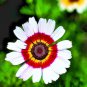 Chrysanthemum Tri-Color pinted daisy 200 flower seeds,grat for gardening #ABG13