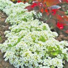 dwarf sweet alyssum flower seeds,2000 seeds #ABG13