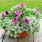 dwarf sweet alyssum flower seeds,2000 seeds #ABG13