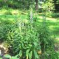 blue lobelia seeds Native Wildflower Wetlands Prairie Woodland,300 seeds #ABG13
