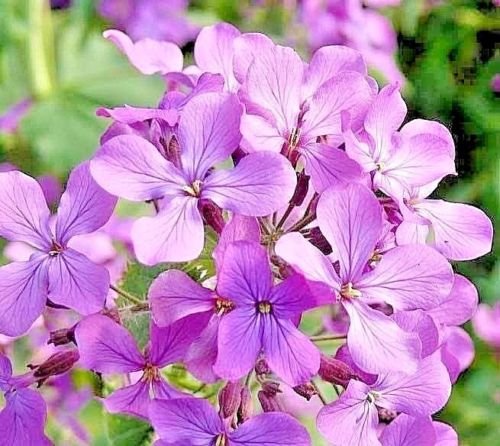 evening scented Perfume Plant  Fragrant Lavender,500 seeds #ABG13