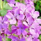 evening scented Perfume Plant  Fragrant Lavender,500 seeds #ABG13