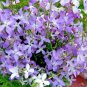 evening scented Perfume Plant  Fragrant Lavender,500 seeds #ABG13