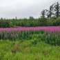 flowers seeds fireweed rosebay willow herb yanagiran,300 seeds  #ABG13