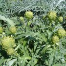 40 seeds green globe artichoke great for garden #ABG13